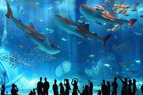 Hurghada Grand Aquarium Tour - Image 7