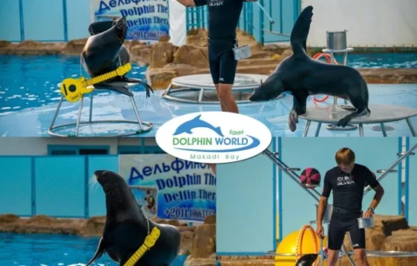 Hurghada Dolphin Show Tour - Image 7