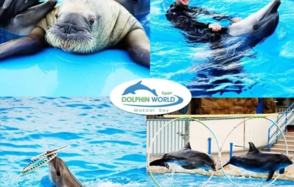 Hurghada Dolphin Show Tour - Image 5