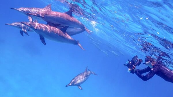 Satayah Dolphin House Marsa Alam - Image 3