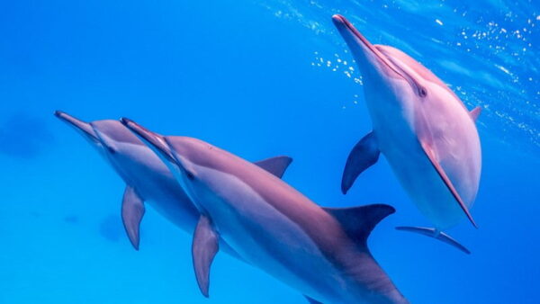 Satayah Dolphin House Marsa Alam - Image 4