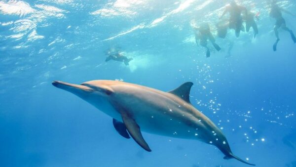 Satayah Dolphin House Marsa Alam - Image 2